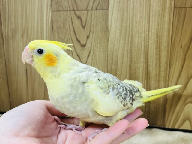 オカメインコ