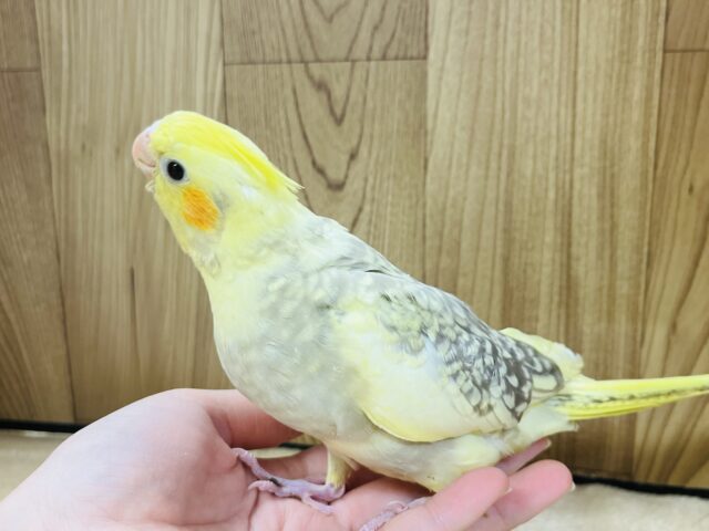 オカメインコ
