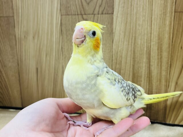 オカメインコ