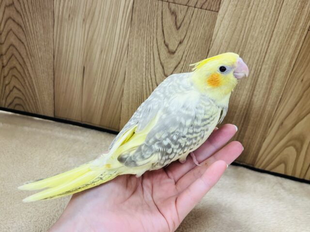 オカメインコ