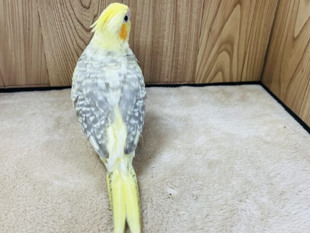 オカメインコ