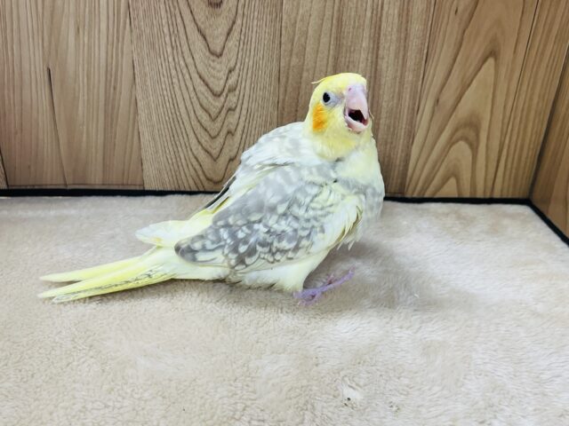 オカメインコ