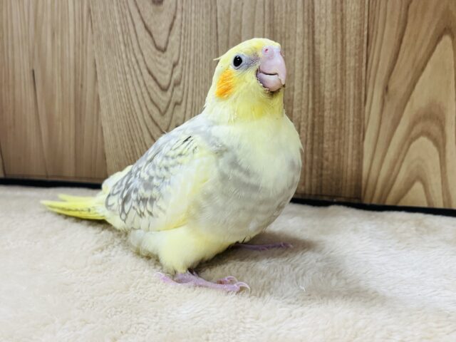 オカメインコ