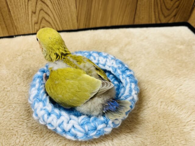 コザクラインコ（小桜インコ）