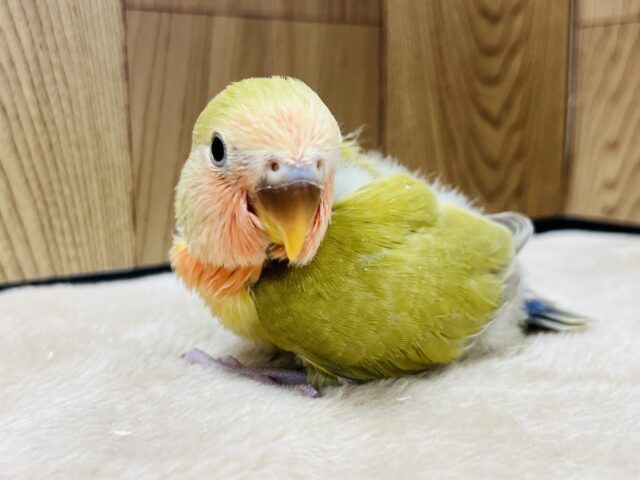 コザクラインコ（小桜インコ）