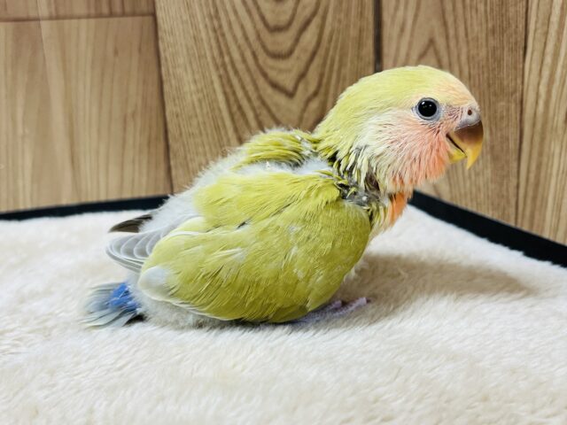 コザクラインコ（小桜インコ）