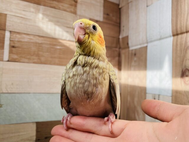 オカメインコ