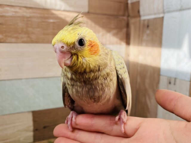 オカメインコ