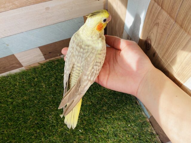 オカメインコ