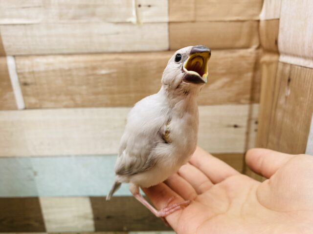 シルバー文鳥