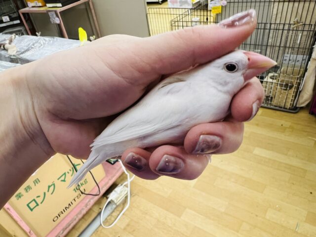 白文鳥