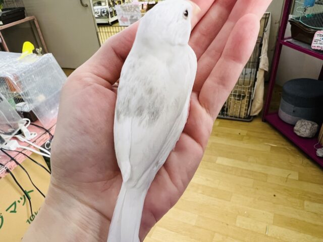 白文鳥