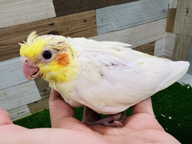 オカメインコ