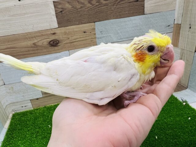 オカメインコ