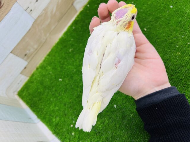 オカメインコ