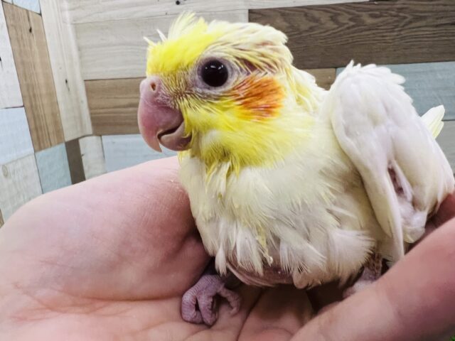 オカメインコ
