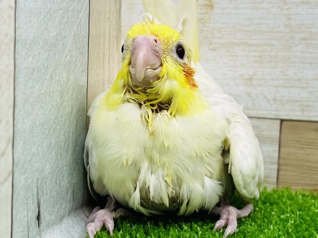 オカメインコ