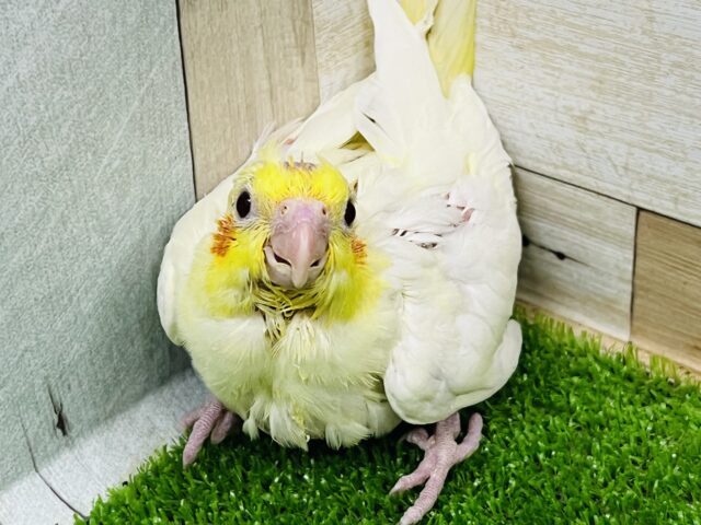 オカメインコ