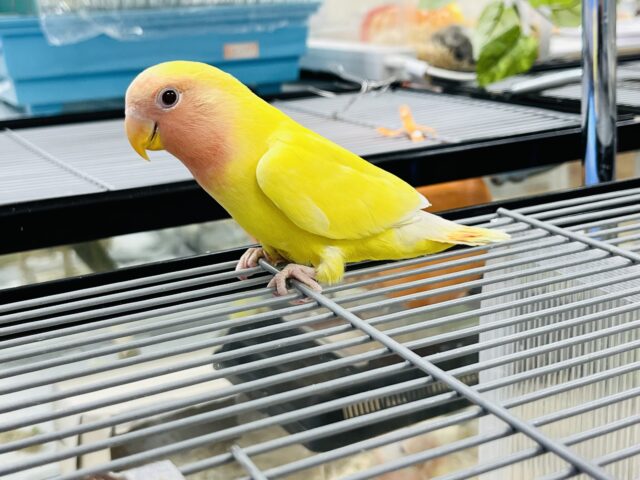 コザクラインコ（小桜インコ）