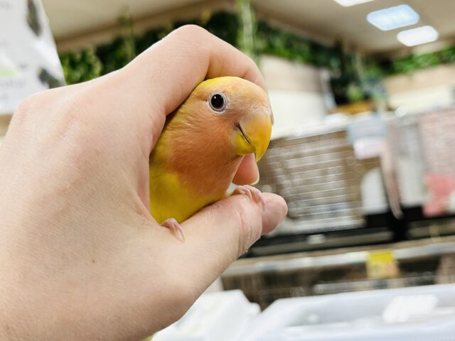 コザクラインコ（小桜インコ）