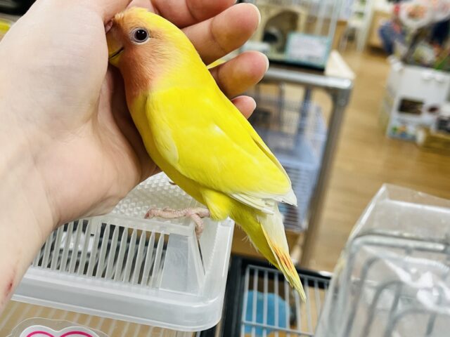 コザクラインコ（小桜インコ）