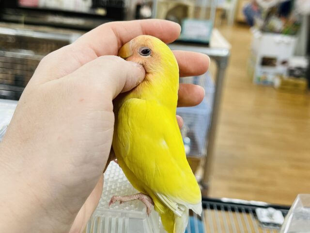 コザクラインコ（小桜インコ）