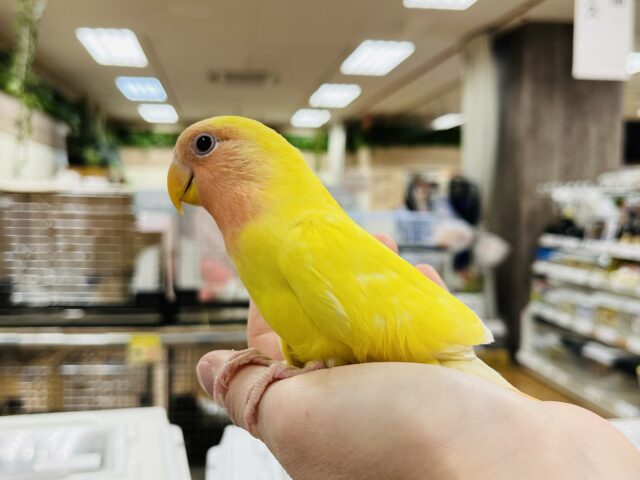コザクラインコ（小桜インコ）