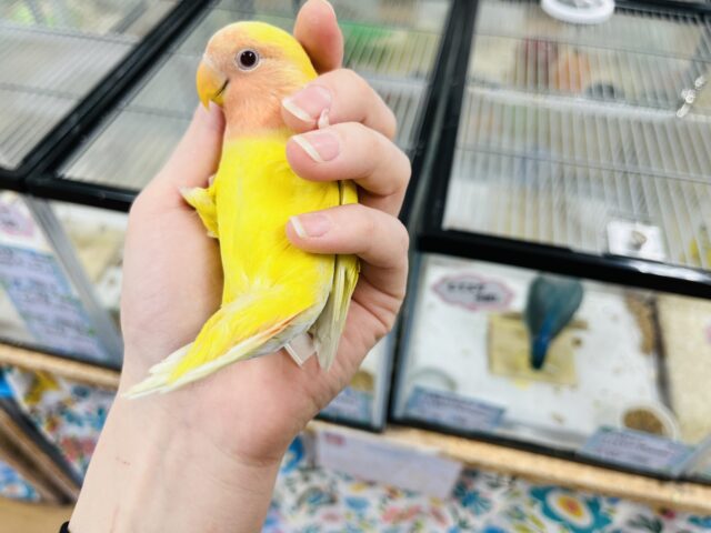 コザクラインコ（小桜インコ）