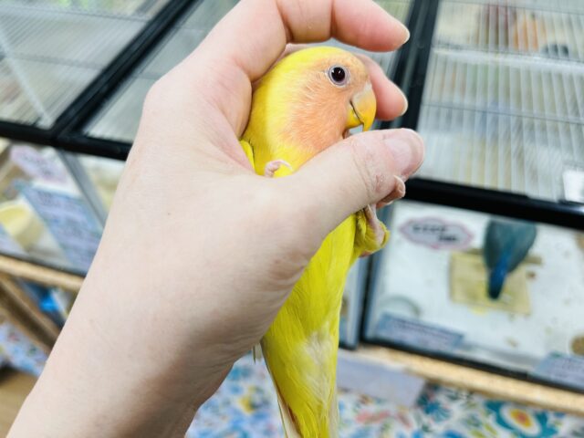 コザクラインコ（小桜インコ）