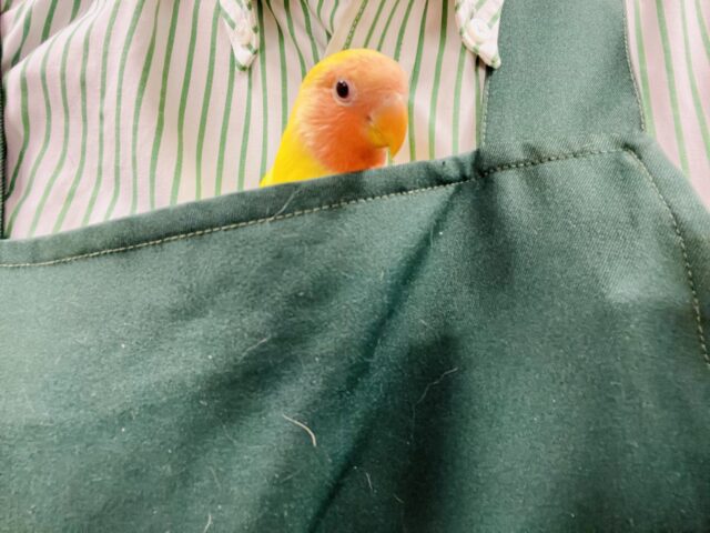 コザクラインコ（小桜インコ）