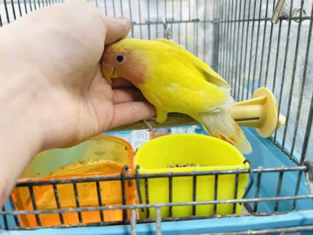 コザクラインコ（小桜インコ）