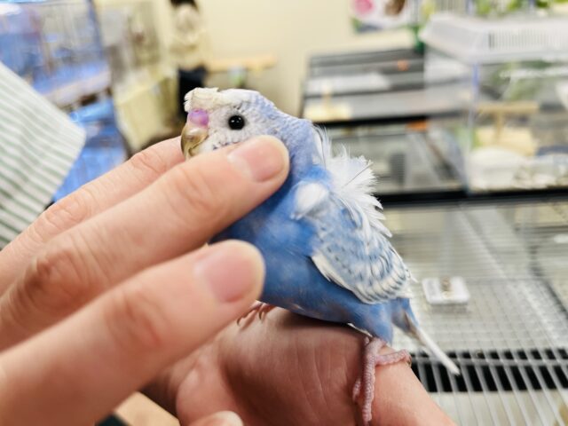 羽衣セキセイインコ