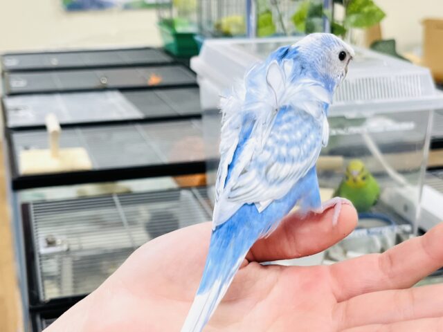 羽衣セキセイインコ