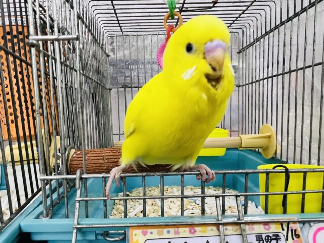 セキセイインコ
