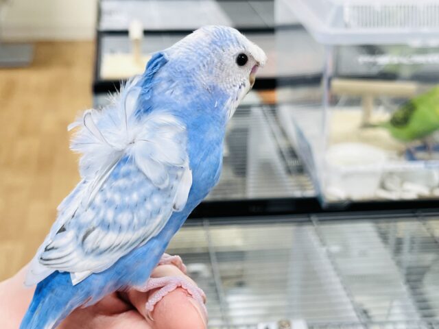 羽衣セキセイインコ