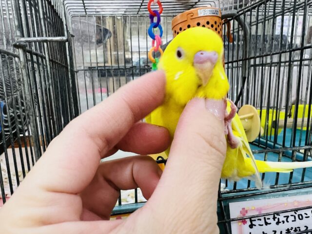 セキセイインコ