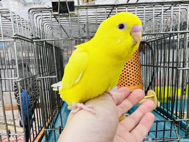 セキセイインコ