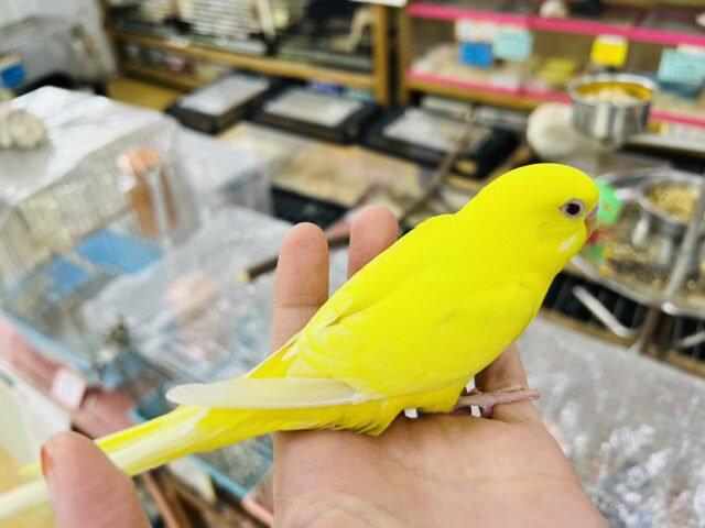 セキセイインコ