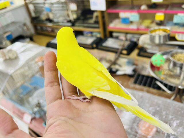 セキセイインコ
