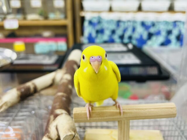 セキセイインコ