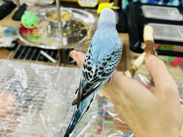 セキセイインコ