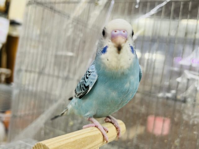 セキセイインコ