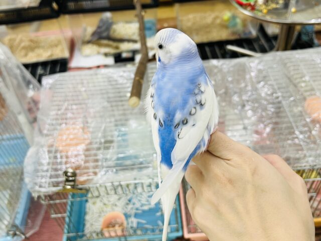 セキセイインコ