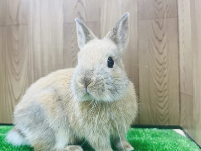 ネザーランドドワーフ