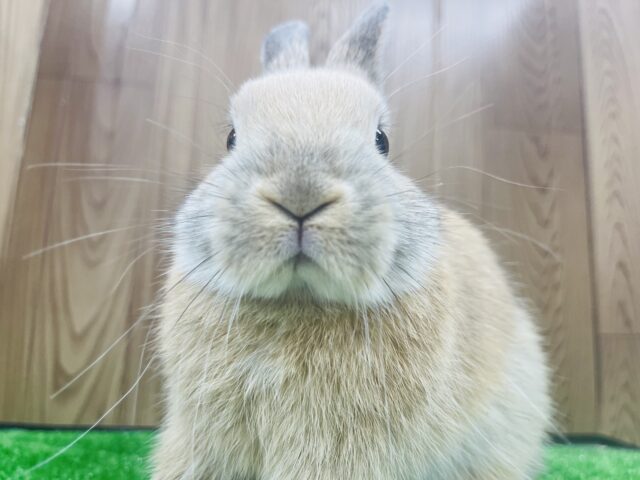 ネザーランドドワーフ