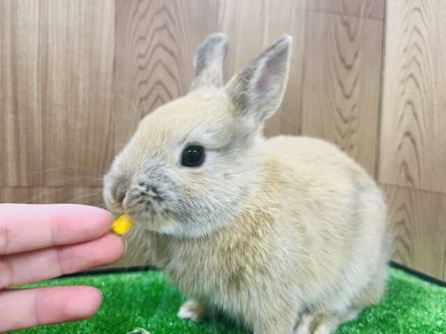 ネザーランドドワーフ