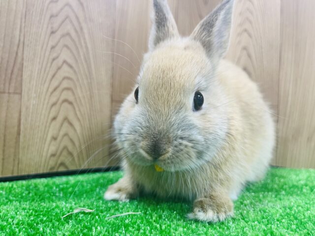 ネザーランドドワーフ