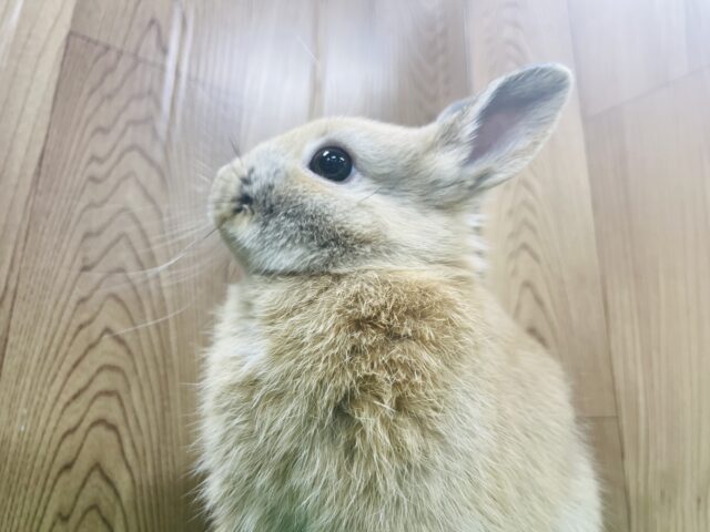 ネザーランドドワーフ