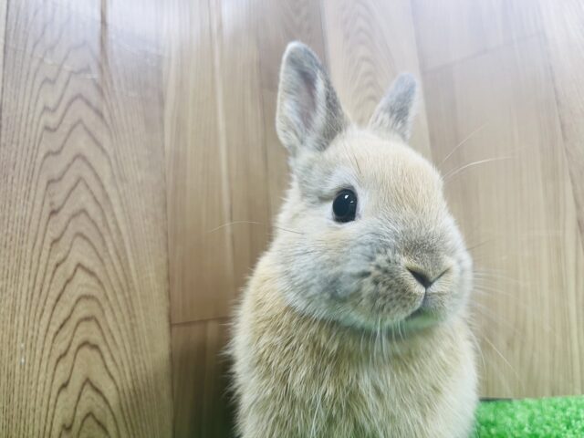 ネザーランドドワーフ