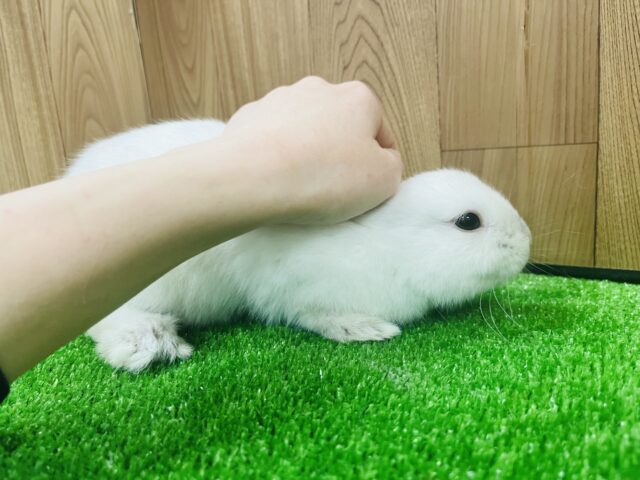 ネザーランドドワーフ